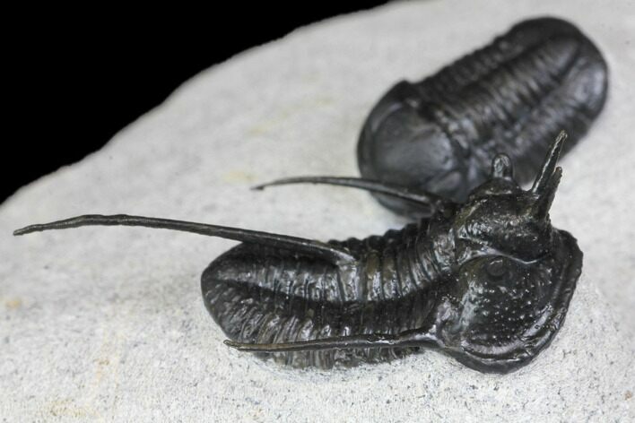 Devil Horn Cyphaspis Trilobite With Gerastos - Mrakib, Morocco #146696